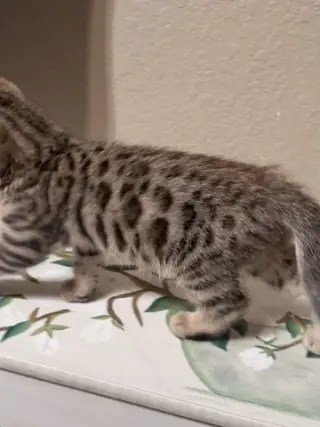 Bengal Kitten FEMALE