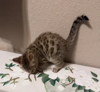 Bengal Kitten FEMALE