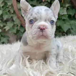French bulldog and Pomeranian