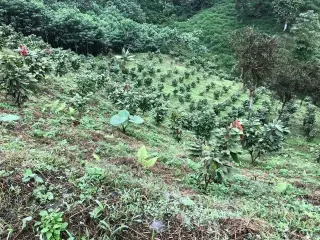 Se vende hacienda 78ha Bolivar