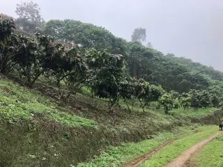 Se vende hacienda 78ha Bolivar