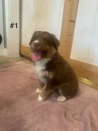 4 Whoodle puppies