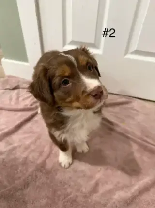 4 Whoodle puppies