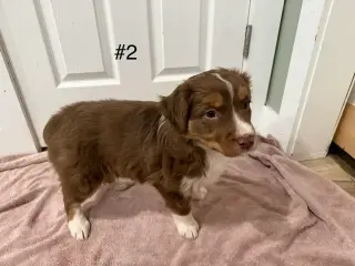 4 Whoodle puppies