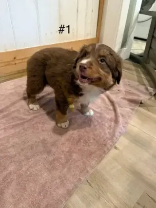 4 Whoodle puppies
