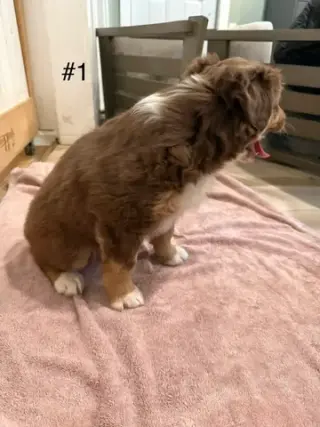 4 Whoodle puppies