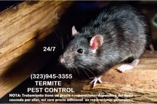 FUMIGATIONS ALL DAY CALL NOW.-