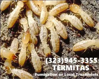 FUMIGATIONS ALL DAY CALL NOW.-