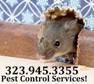 RODENT CONTROL (323)945-3355