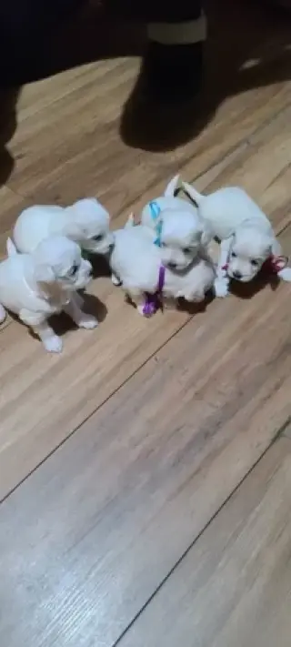 Maltese Puppies for adoption