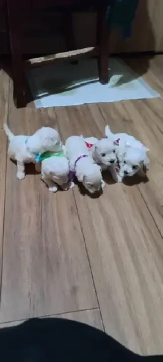 Maltese Puppies for adoption