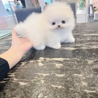 French bulldog and Pomeranian