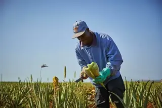 Aloe Vera para beber Forever