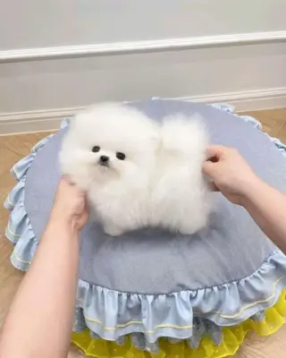Pomeranian and French bulldog