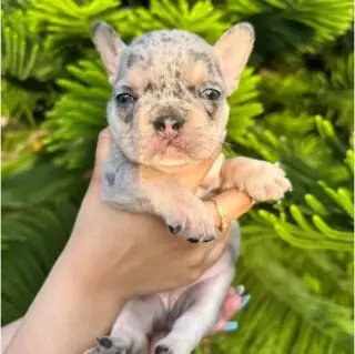French bulldog and Pomeranian