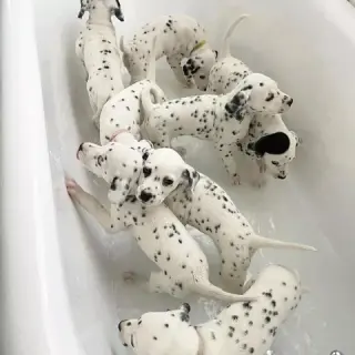 Dalmatian Puppies 8032846348
