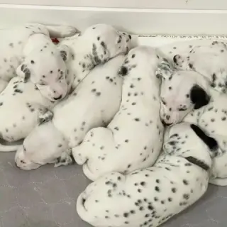 Dalmatian Puppies 8032846348