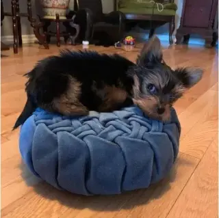 Lovely  yorkie puppies