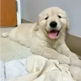 Beautiful Golden  retrievers