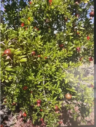 Granadas y uvas para vino