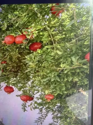 Granadas y uvas para vino