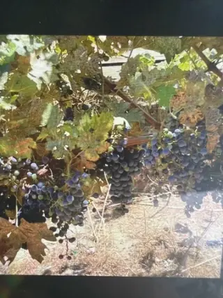 Granadas y uvas para vino