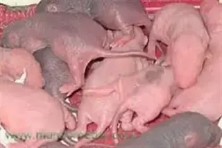 CEBO ANTICOAGULANTE PARA RATAS