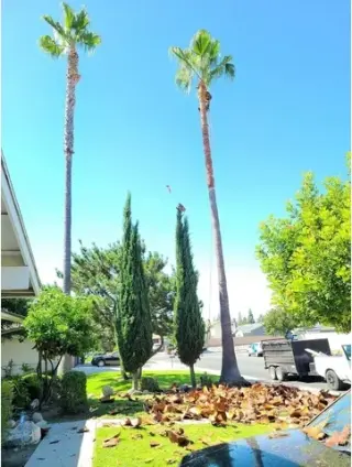 Lorenzo's Tree Services
