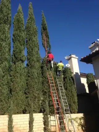 Lorenzo's Tree Services