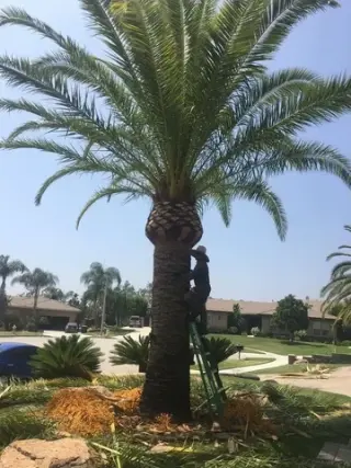 Lorenzo's Tree Services