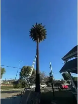 SERVICIO COMPLETO DE ÁRBOLES