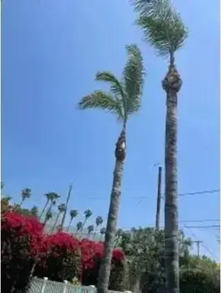SERVICIO COMPLETO DE ÁRBOLES