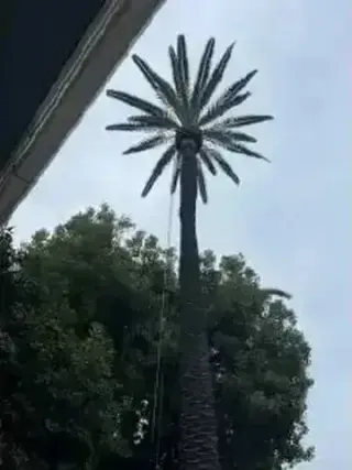 SERVICIO COMPLETO DE ÁRBOLES