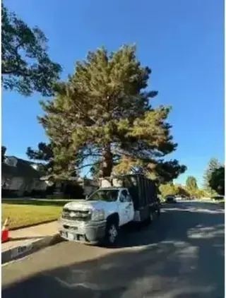 SERVICIO COMPLETO DE ÁRBOLES
