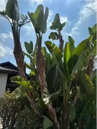 Mantenimiento de Jardines