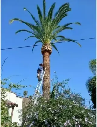 Mantenimiento de Jardines