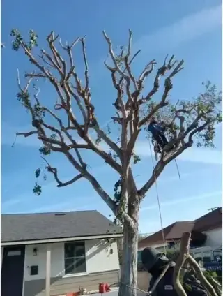 Mantenimiento de Jardines