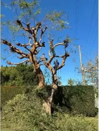 Mantenimiento de Jardines