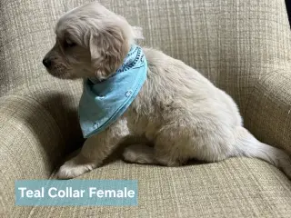 Golden retrievers available