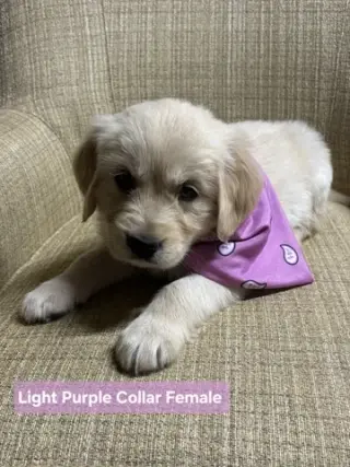 purebred Golden retriever pups