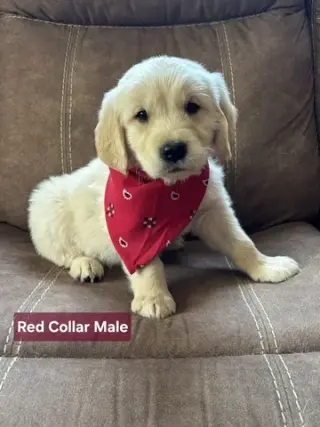 GOLDEN RETRIEVER FOR ADOPTION