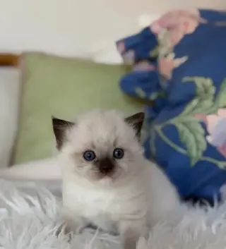 Gatitos Ragdoll TICA en Venta