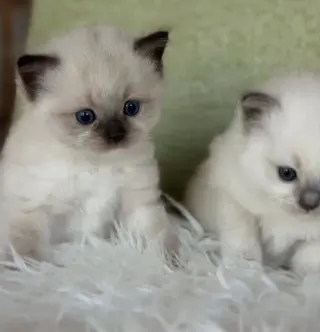 Gatitos Ragdoll TICA en Venta