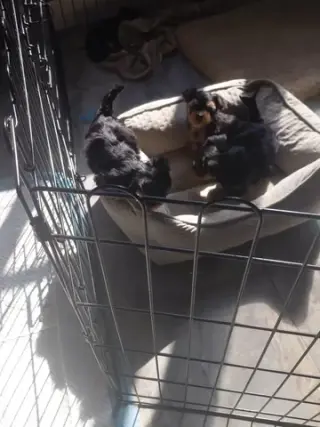 Yorkies  cachorros en venta