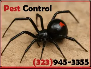 PEST CONTROL SERVICES⭐⭐⭐⭐⭐L.A.