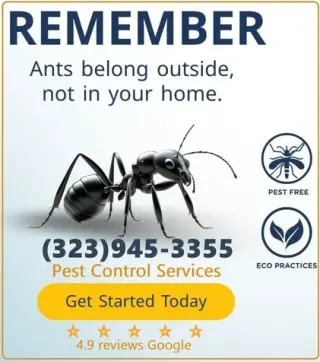 PEST CONTROL SERVICES⭐⭐⭐⭐⭐L.A.