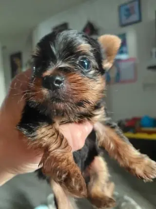 🐶✨ PERRITO YORKIE EN VENTA ✨