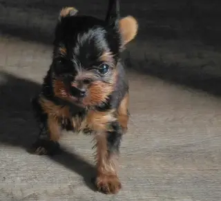 🐶✨ PERRITO YORKIE EN VENTA ✨
