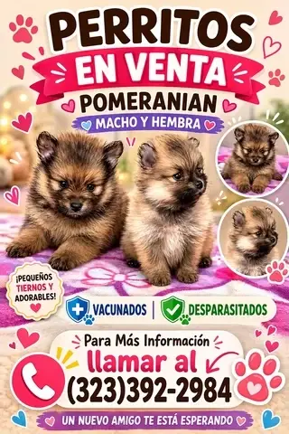 🐶 PERRITOS EN VENTA 🐶