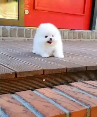 French bulldog and Pomeranian